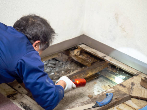 Best Mold Removal Company Near Me  in Aromas, CA
