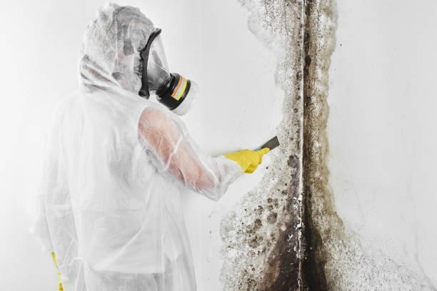 Attic Mold Removal in Aromas, CA