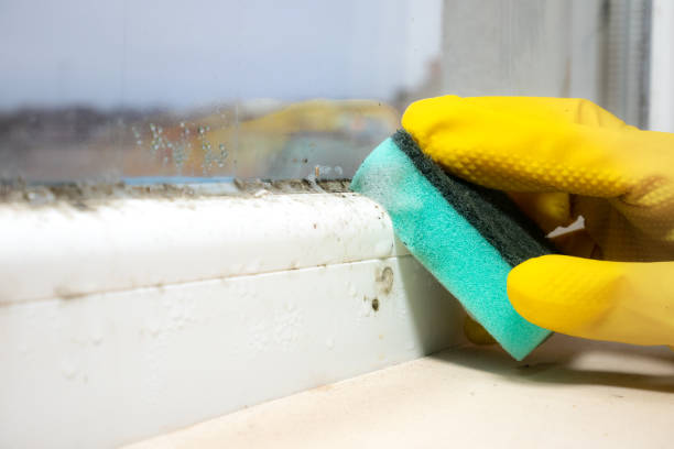 Best Attic Mold Removal  in Aromas, CA