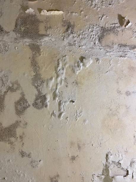 Best Office Mold Removal Services  in Aromas, CA