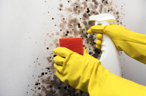 Best Black Mold Removal  in Aromas, CA