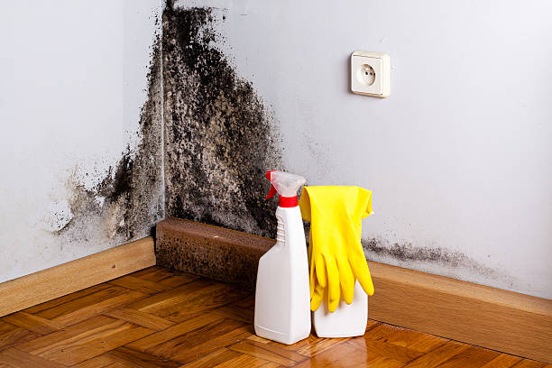 Best Emergency Mold Removal  in Aromas, CA
