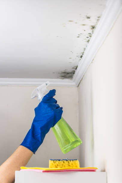 Best Toxic Mold Removal  in Aromas, CA